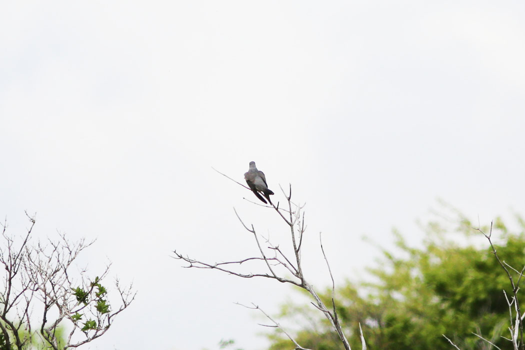 カッコウの鳴き声の先に。ハト？
