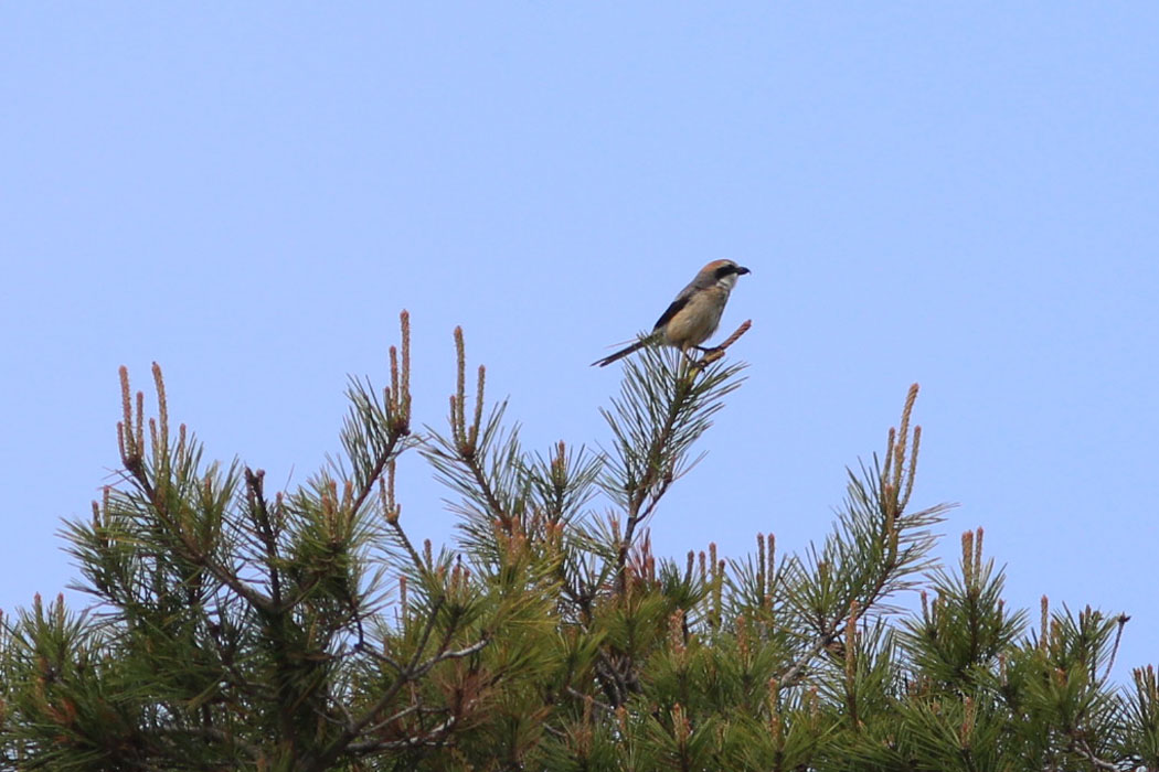木の上にモズが。平地では冬鳥だが。