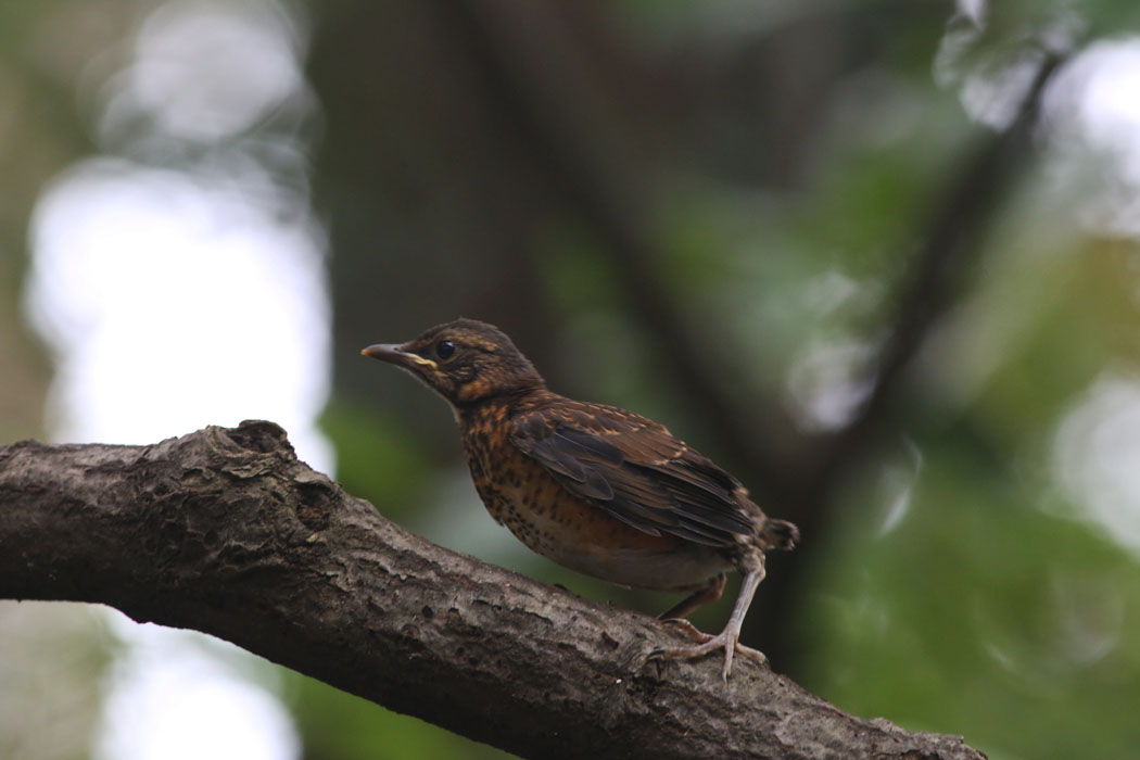 幼鳥が木の上にいた。