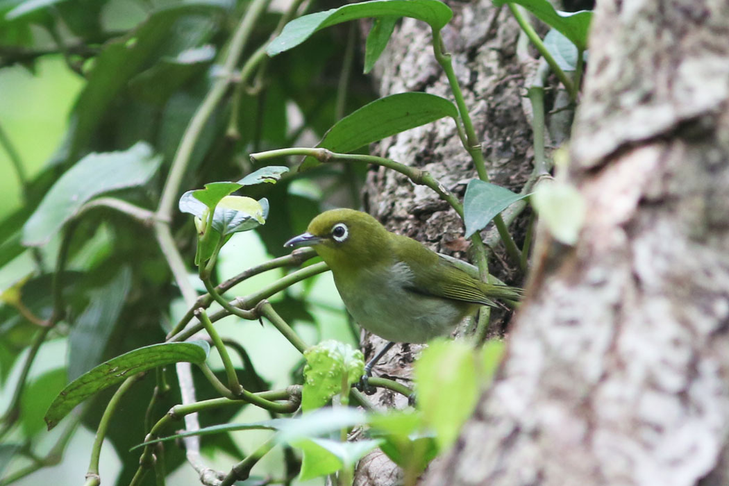 シチトウメジロ。本土の種より嘴が長いそうだ。