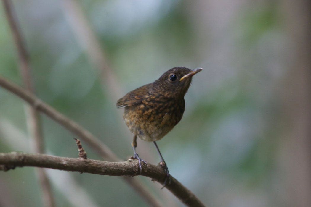 幼鳥のせいか、こちらに気が付いているようだが逃げない。