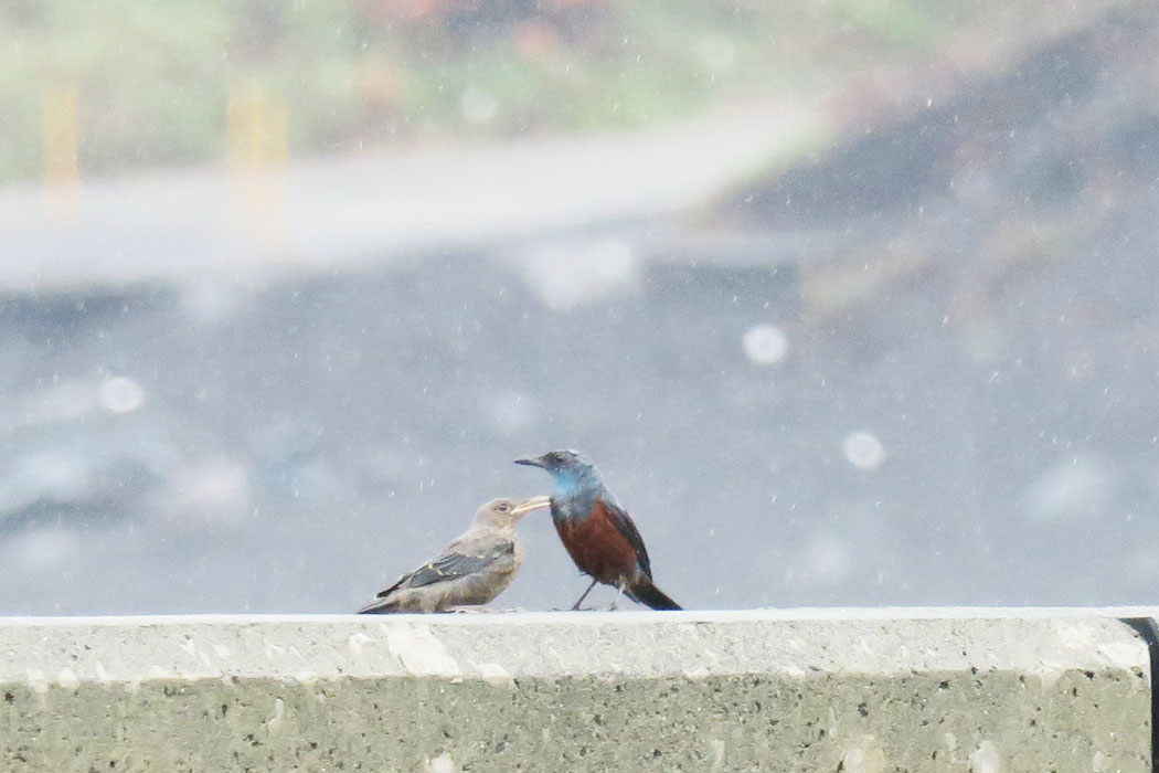 雨の中、幼鳥が親鳥に甘えていた。