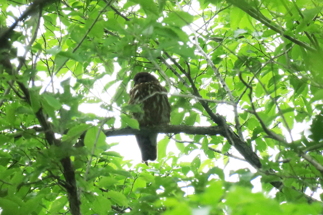 昨年とほぼ同じ場所にアオバズクが。同じ個体かな?