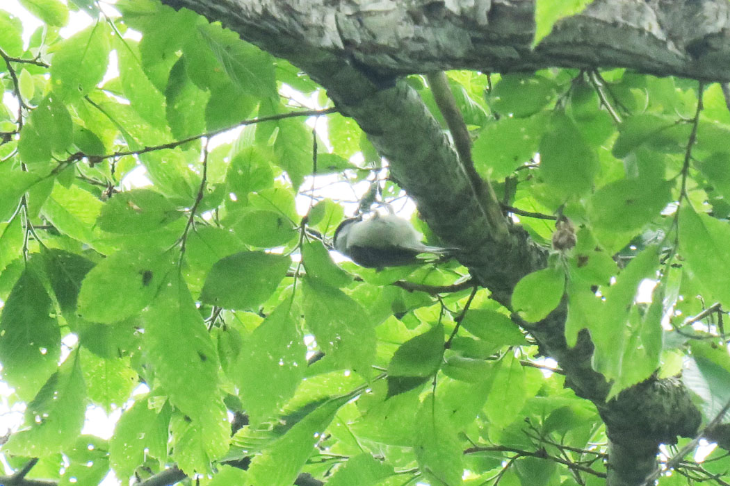 コガラ？ハシブトガラ？