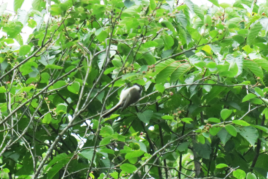 北海道だからハシブトガラにしておこう。