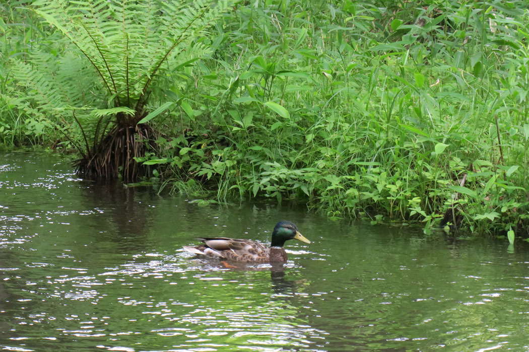雨で水かさの増した小川にマガモがプカプカ。