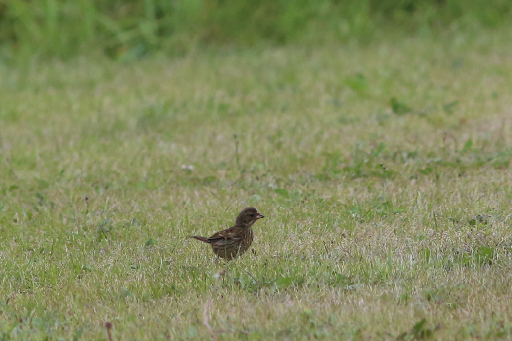 オムサロ原生花園はとにかく鳥との距離が近く、また鳥密度も高い。一押しの場所。これはアオジ。