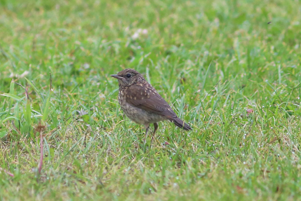 これは幼鳥。