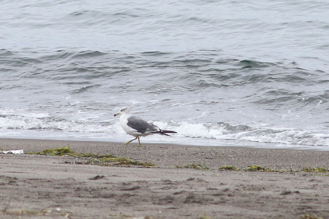 小清水原生花園の浜にはウミネコがのんびり。