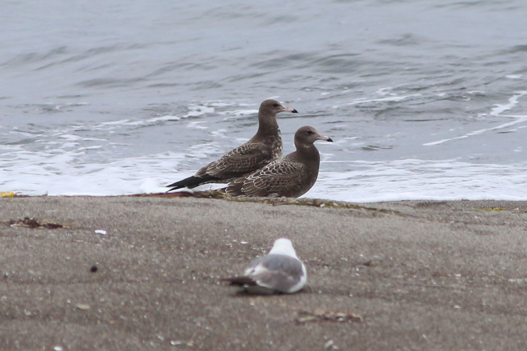 これは若鳥？