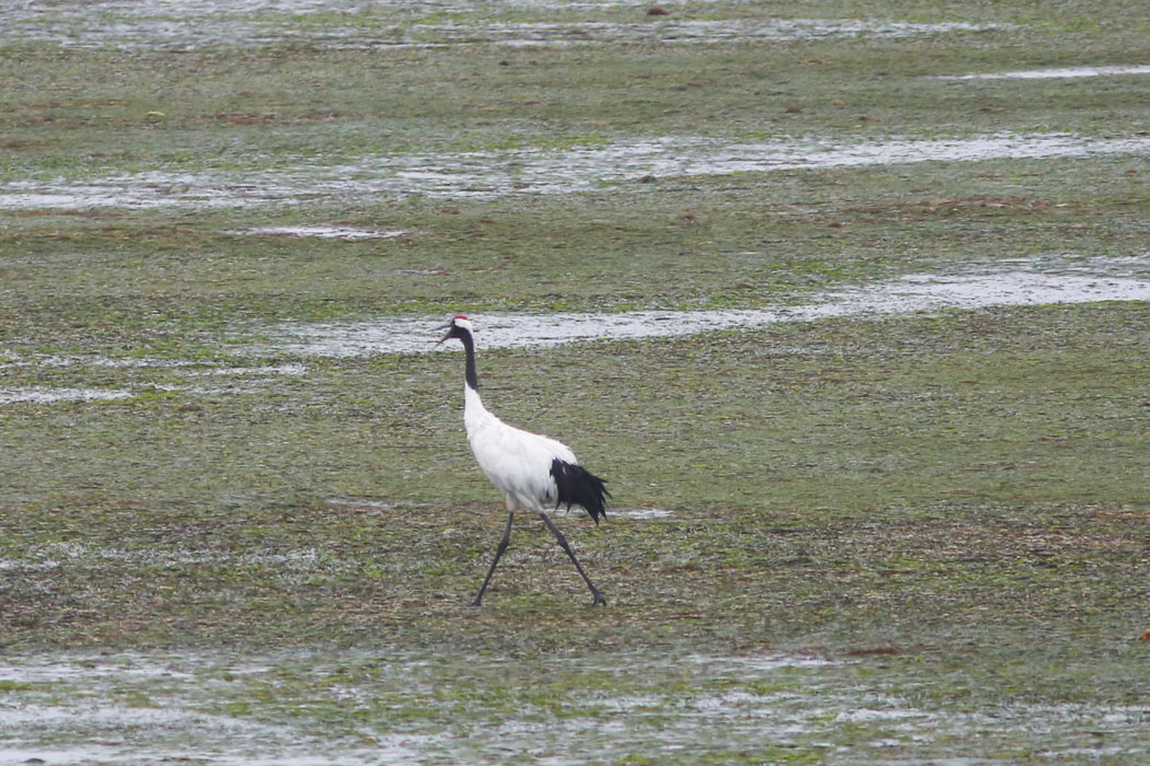 あ！鳴いた。
