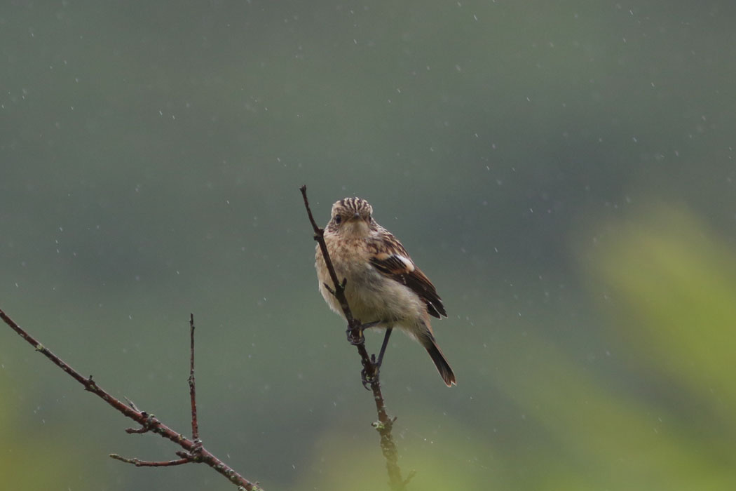 ノビタキの幼鳥。