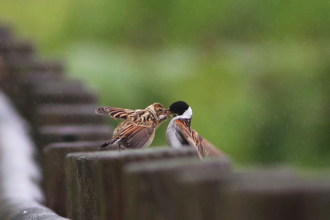 幼鳥のおねだり、可愛い。