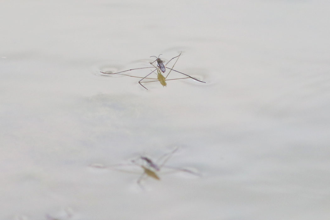 以下は番外編（昆虫）　水面にはアメンボウがたくさん浮いていた。