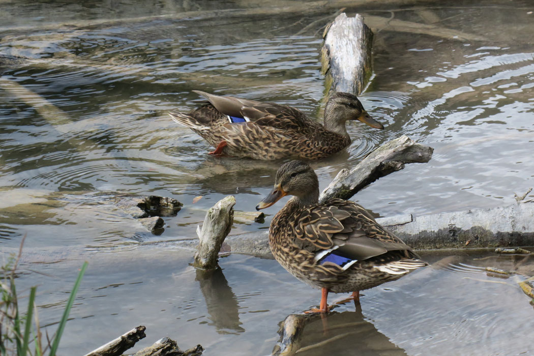 プリトヴィッツィエ国立公園の湖には，カルガモが。
