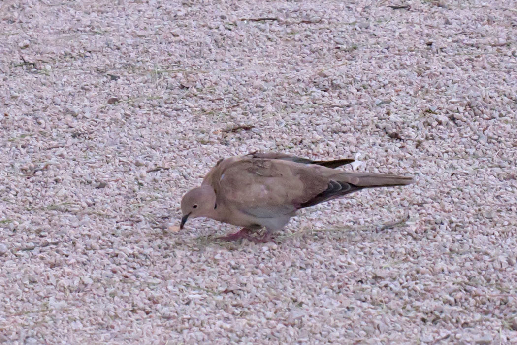 何かをついばんでいた。