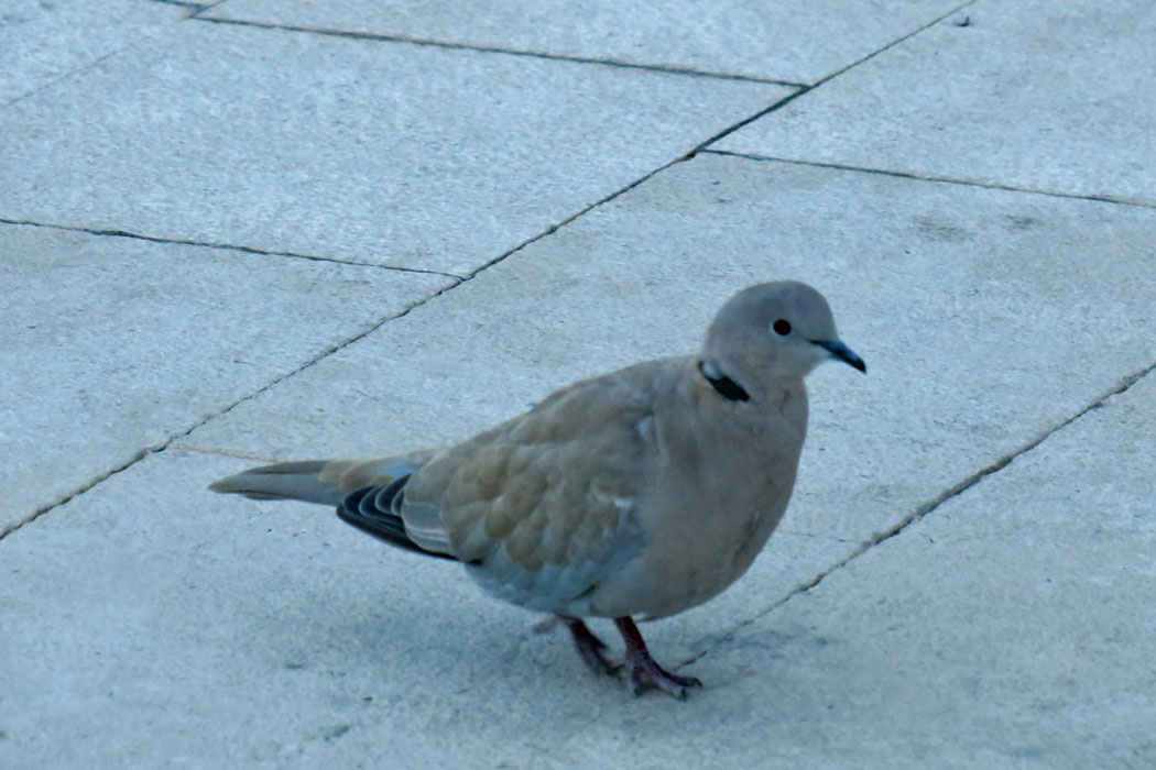 目が小さくてかわいい。