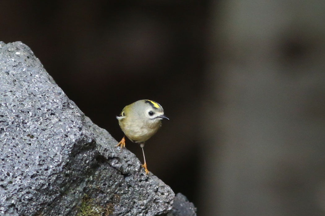 おっとと。