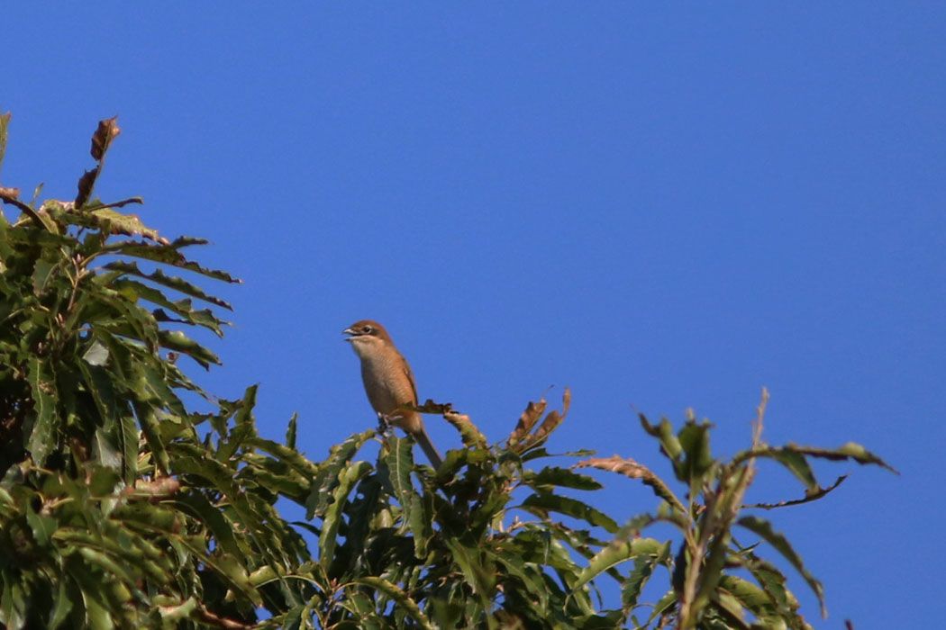 けたたましく鳴いたら、エゾビタキが2匹とも飛び去ってしまった。