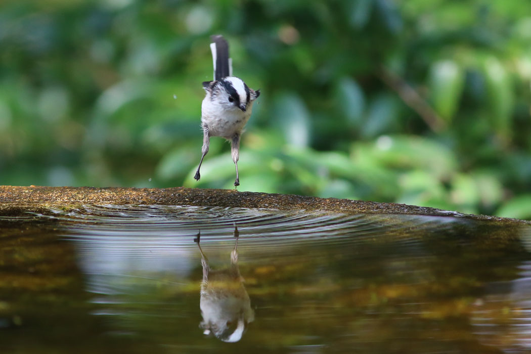 水に飛び込む。