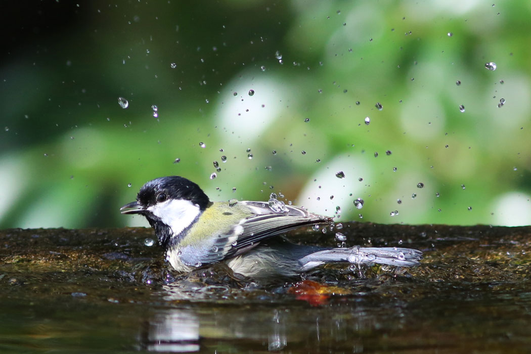 今度は水場で。