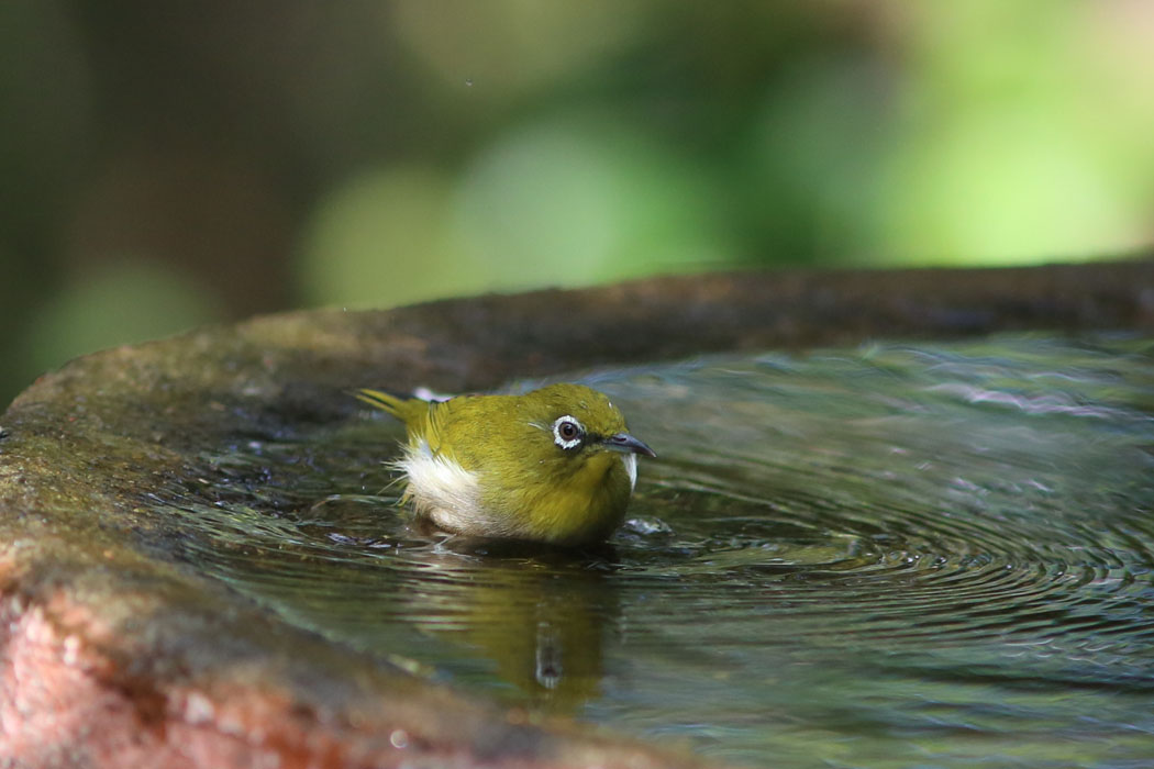 今度は水浴び。