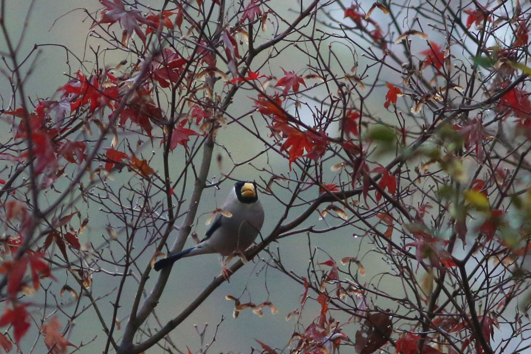 紅葉の葉が残る木にイカルの群れがとんできた。