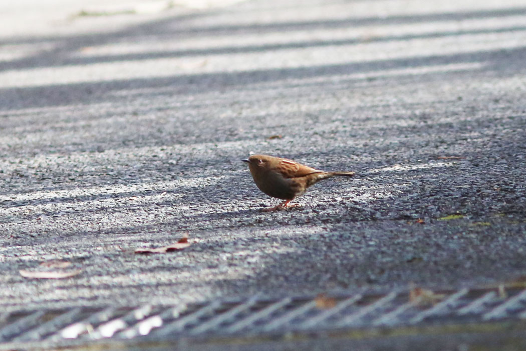 林道の真ん中に枯葉と思ったら、鳥だ。