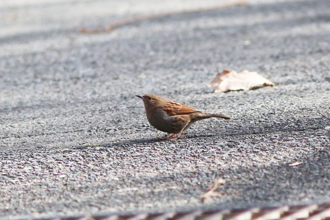 カヤクグリだ。なんだかボーとしているみたい。