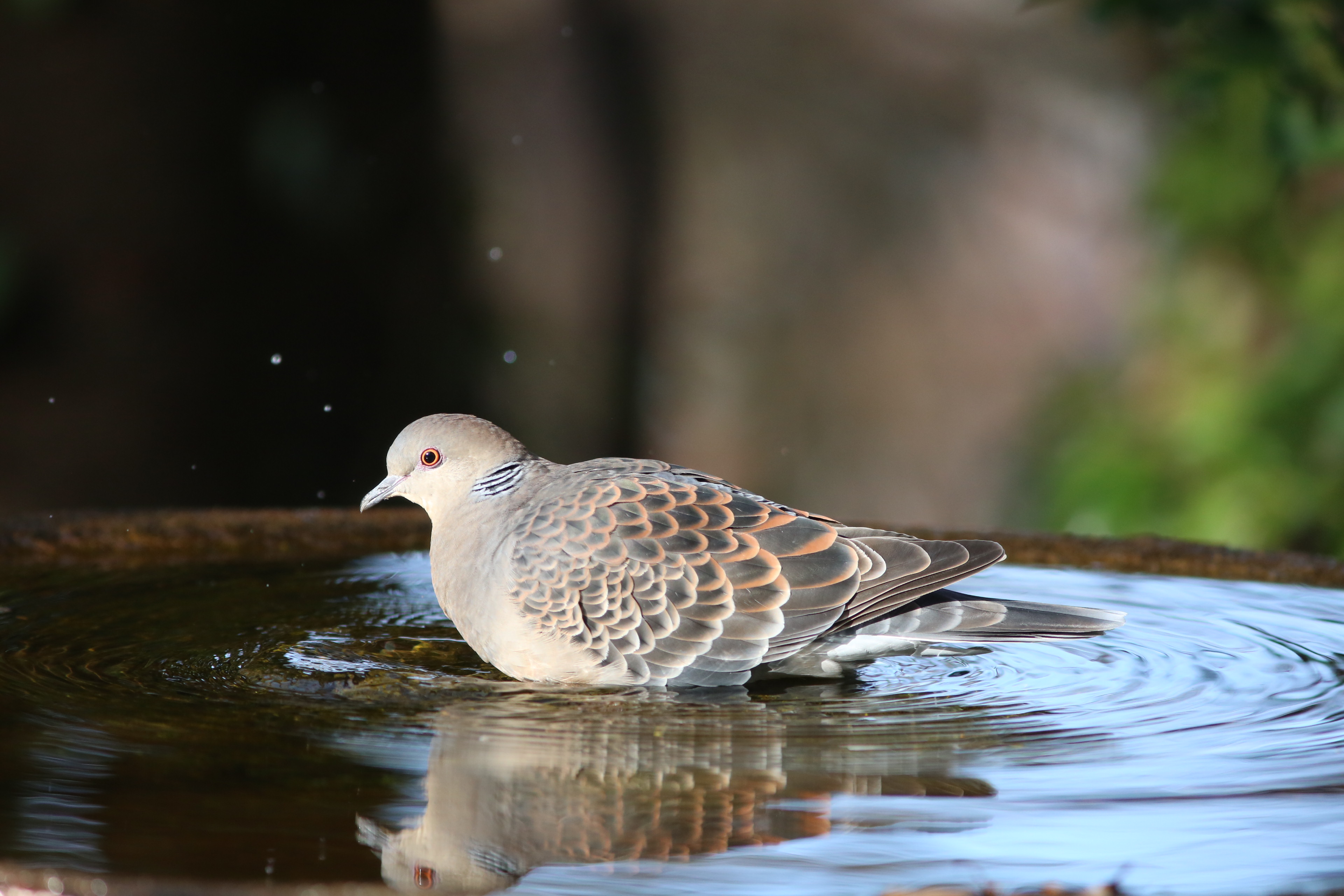 キジバトが水場を占領。