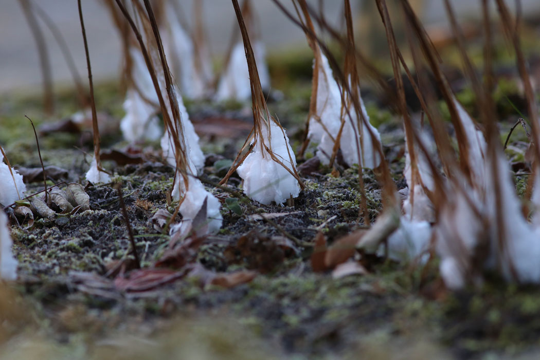 万葉苑の枯草には霜柱がまつわりついている。
