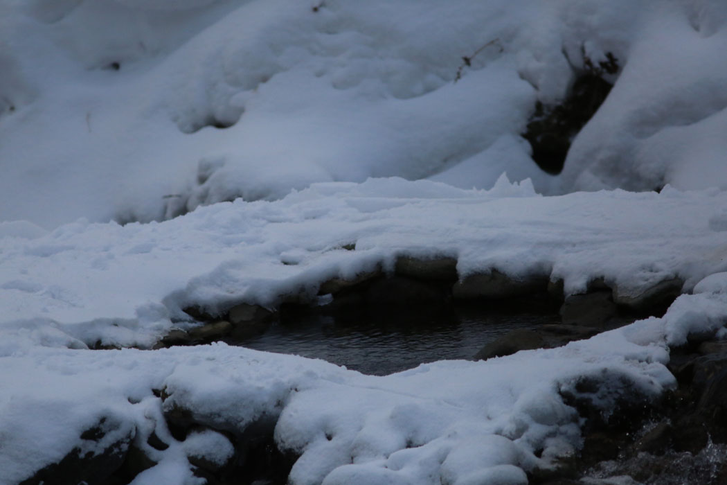 シマフクロウが来るという池。雪に覆われている。早く来ないかな。