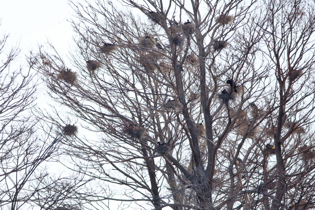回りの木の上にはたくさんの巣が。