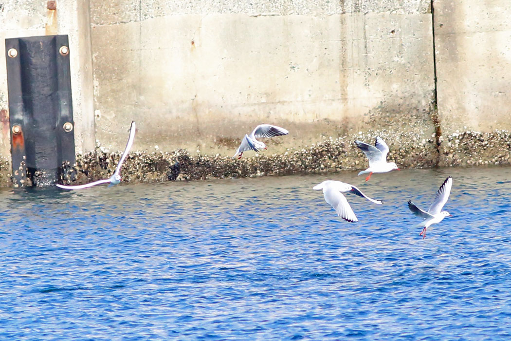 防波堤内で、ユリカモメが盛んに飛んでいた。
