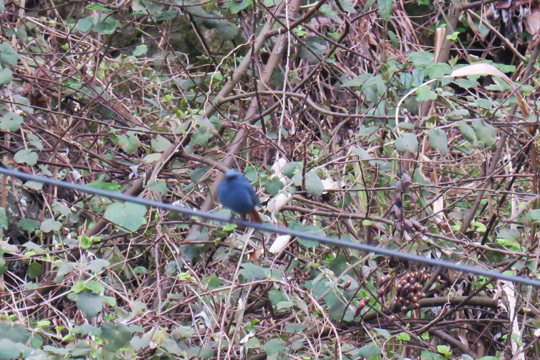 川辺の電線に青い鳥発見。う～ん！遠くてピントが合わない。
