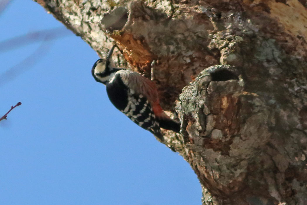 木の高いところでオオアカゲラがコツコツ。