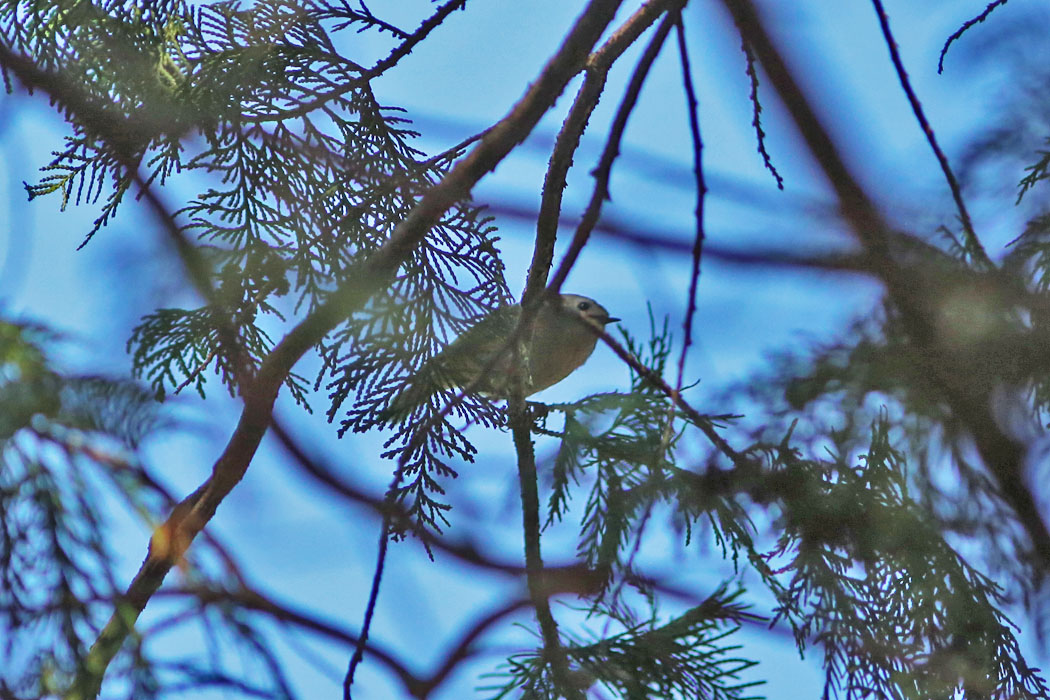キクイタダキはサワラの木の高いところをちょこちょこ。