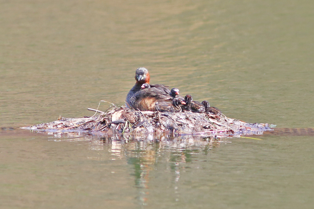 池の中央の巣には親鳥と雛5羽が。