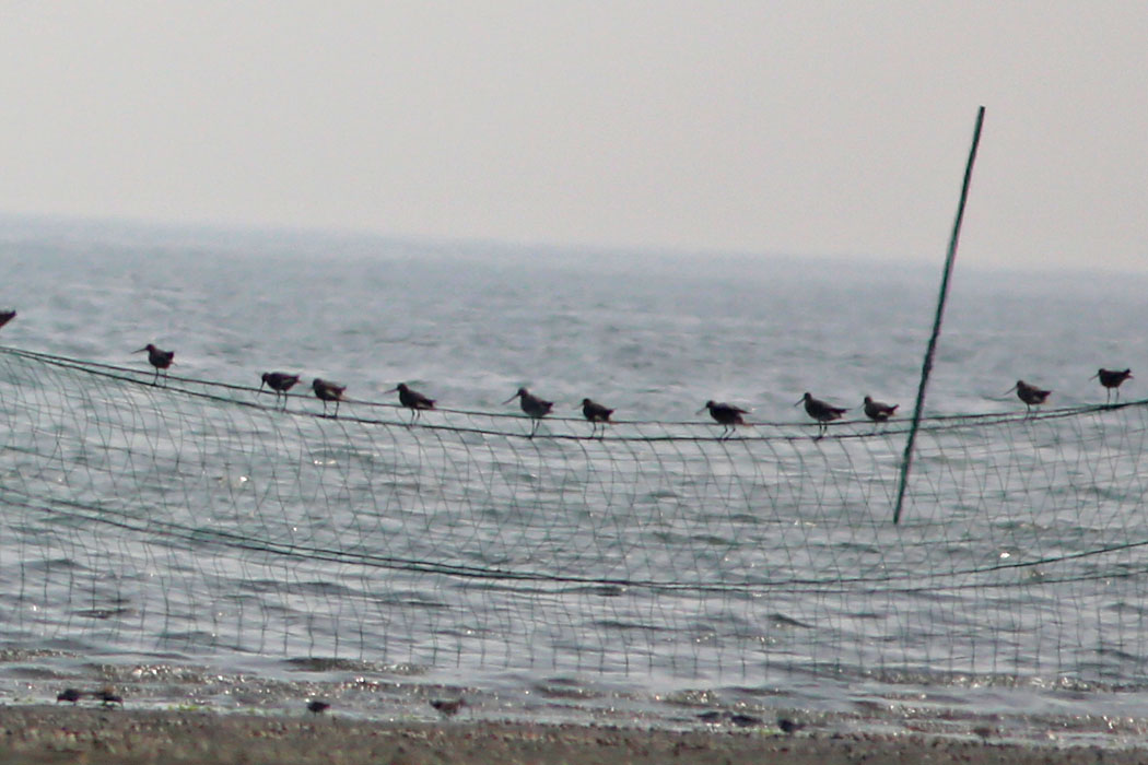 遠くの柵と網の上に鳥がずらっと並んでとまっている。
