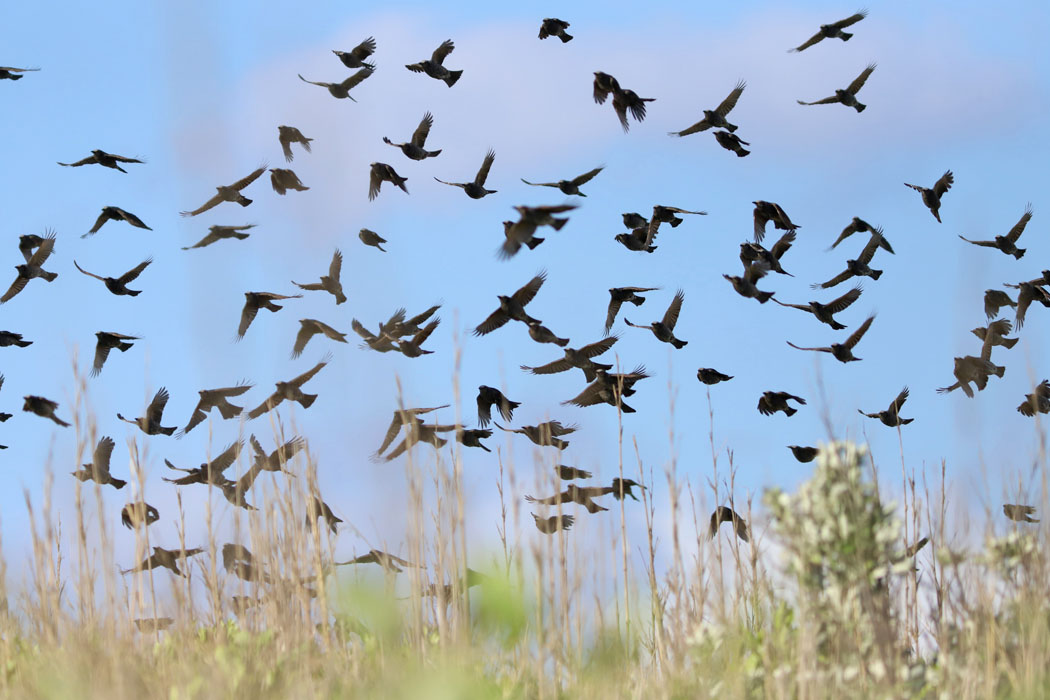 伊豆岬ではヒヨドリの大群が飛翔。