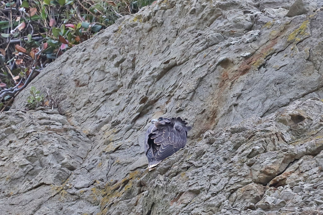 幼鳥を探したら、岩にへばりついていた。
