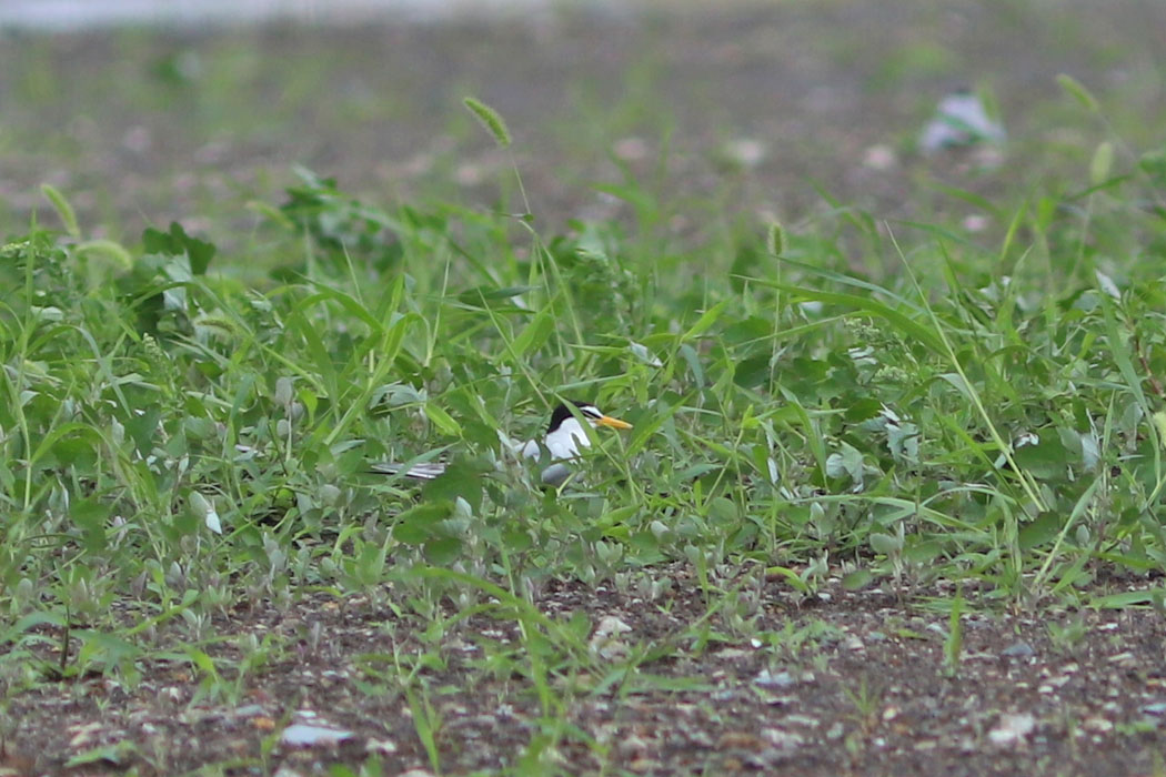 よく見ると草原の中にうずくまっている成鳥があちこちに。抱卵中か？