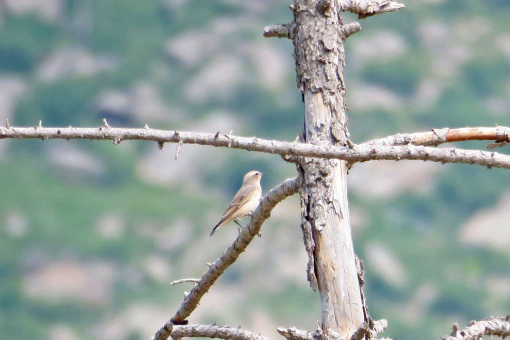 テレルジの山をハイキング途中で出会った鳥。ムシクイの仲間か？