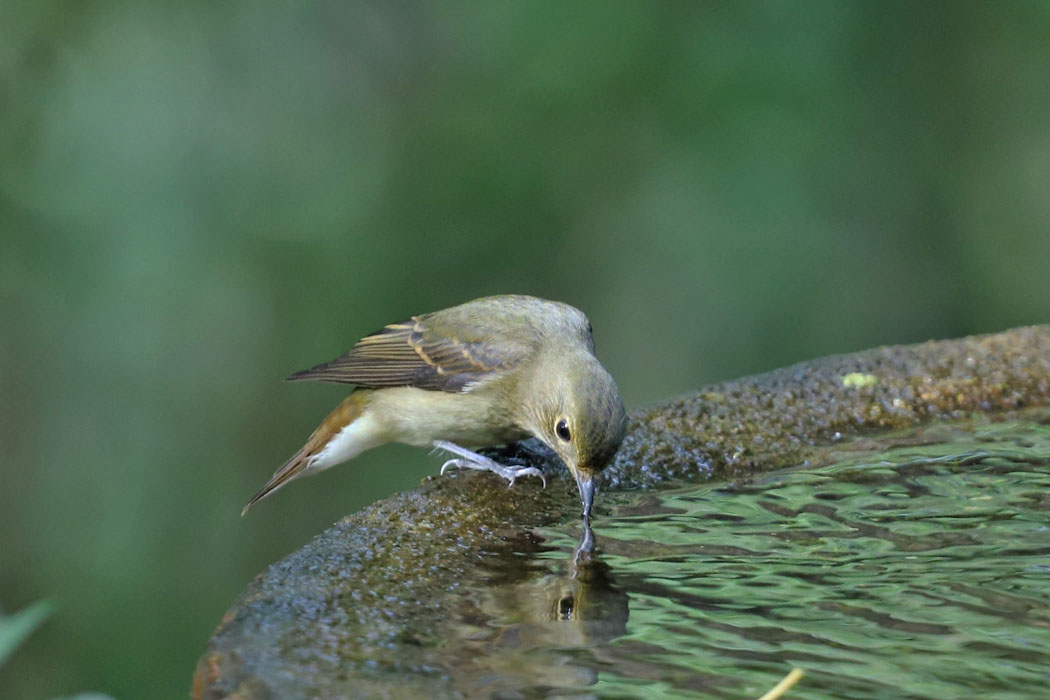 こちらはキビタキの雌。水を飲んでいる。