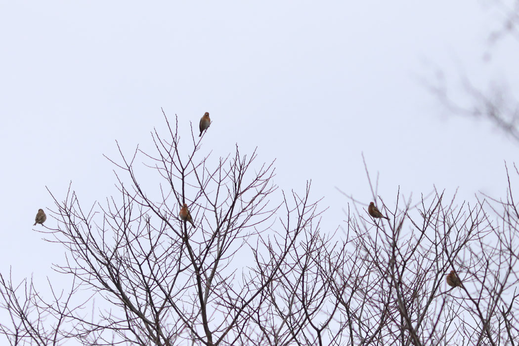 木の上に十数羽のオオマシコの群れ。