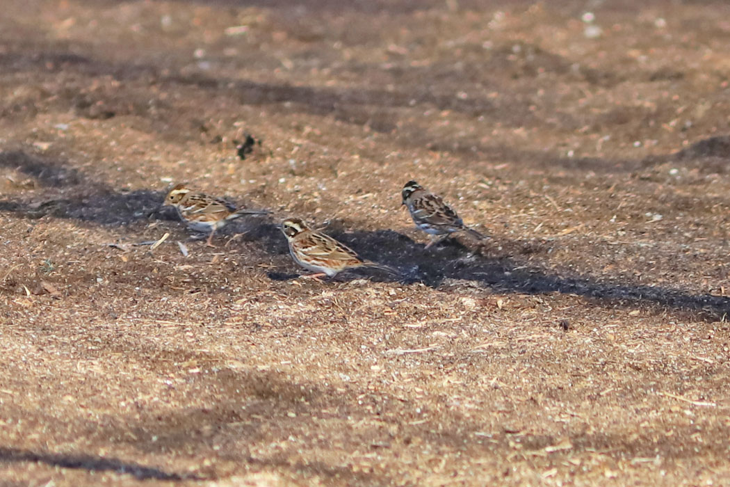 カシラダカの大群が、地面で餌探し。
