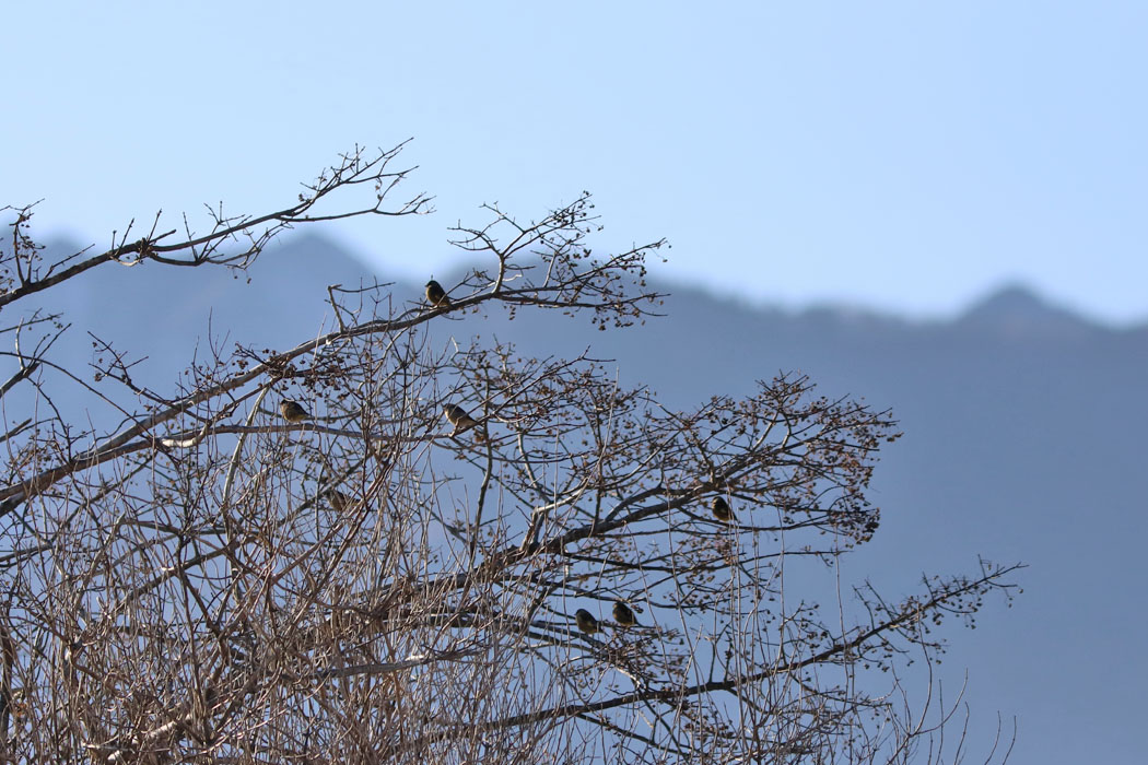 フクロウのポイントで木の上に鳥影が。