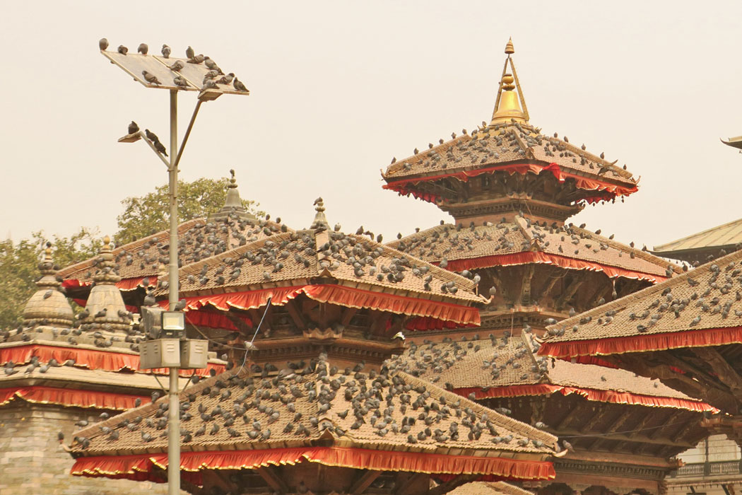 お寺にはハトがたくさん。日本と同じだが、数が違う。