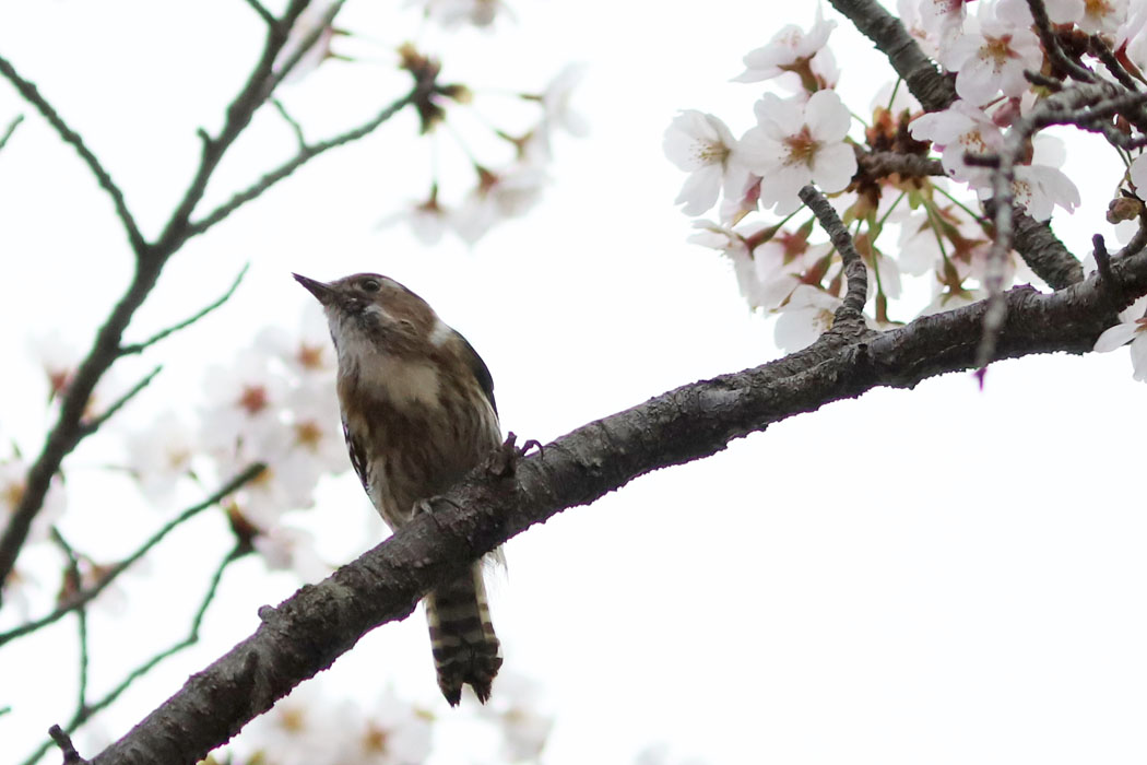 桜の木にコゲラ。