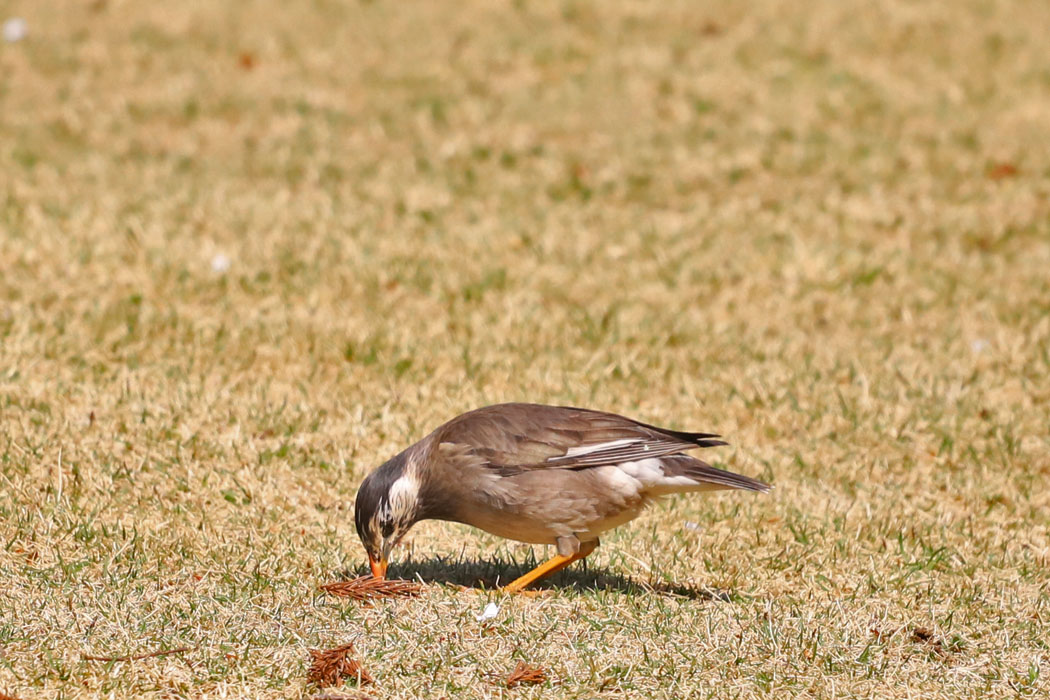 広場の芝生にムクドリが一羽、餌探し。